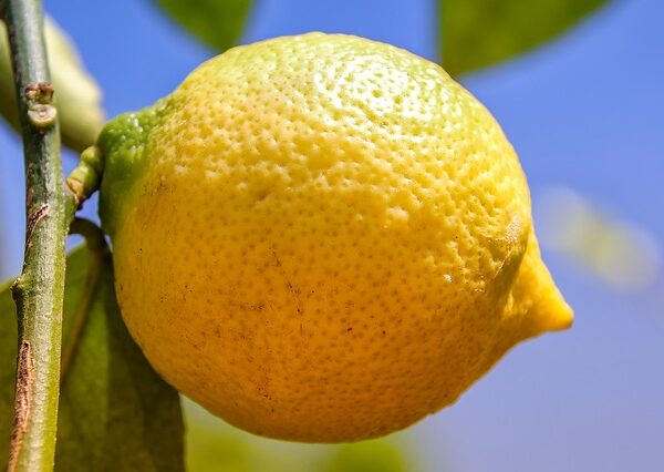 innesto pianta limoni