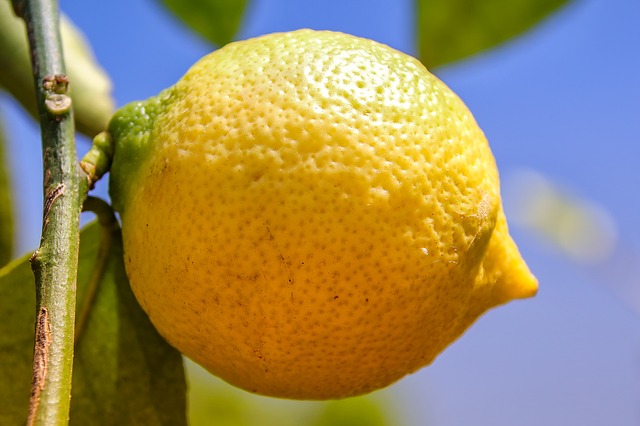 innesto pianta limoni