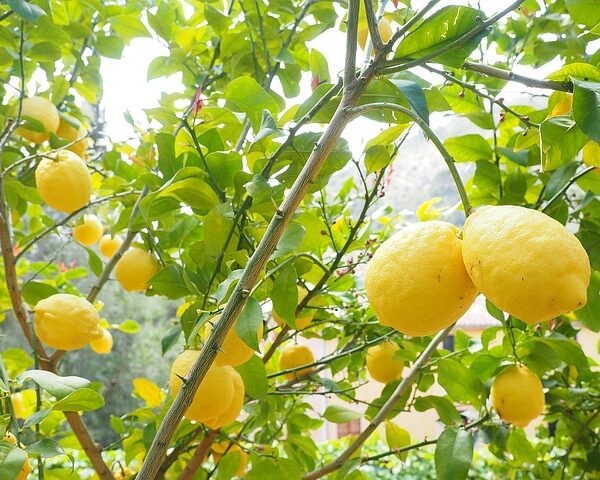pianta di limone in vaso