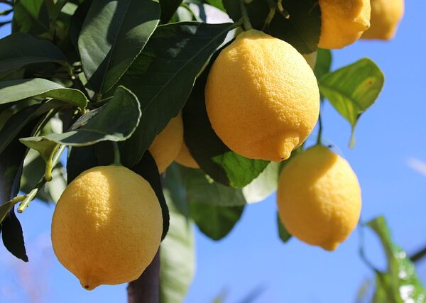pianta limoni