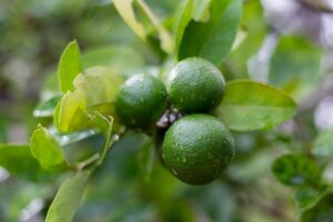 Succo di bergamotto