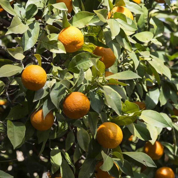 Arance siciliane a domicilio